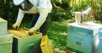 Les Apiers d'Aliénor - Bee Farm