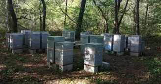 Les Apiers d'Aliénor - Bee Farm