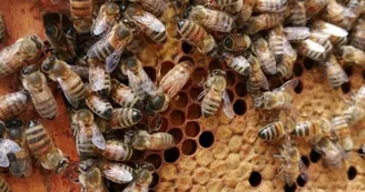 Les Apiers d'Aliénor - Bee Farm