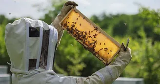 Les Apiers d'Aliénor - Bee Farm