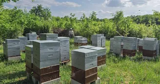Les Apiers d'Aliénor - Bee Farm