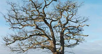 Quels arbres pour demain ?